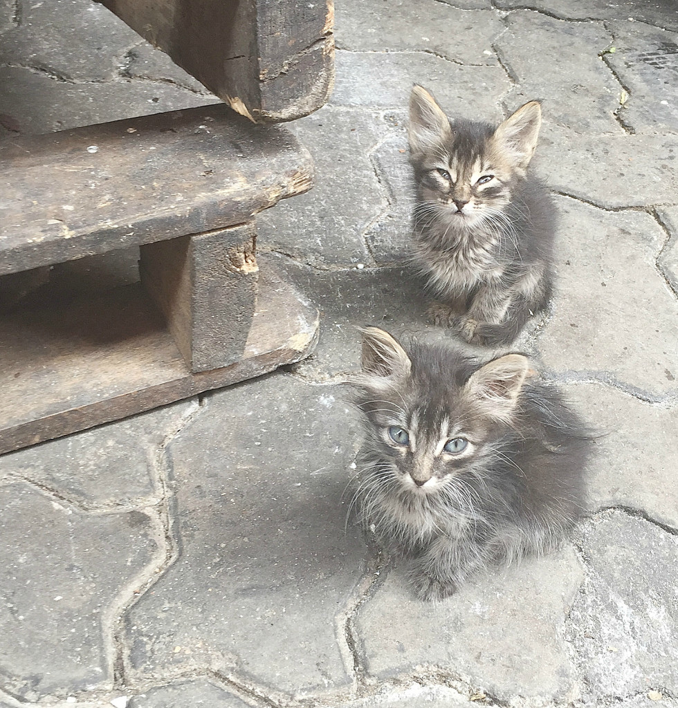 Travel Link Up: My Favourite Things... Travel-Link-Up-My-Favourite-Things-whiskers-on-kittens